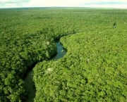 Zonas de Combate na Floresta Amazonica (6).jpg