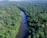 Zonas de Combate na Floresta Amazonica (7).jpg