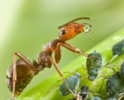 Camponotus bebendo melada de um afídeo