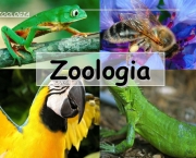 zoologia (9)