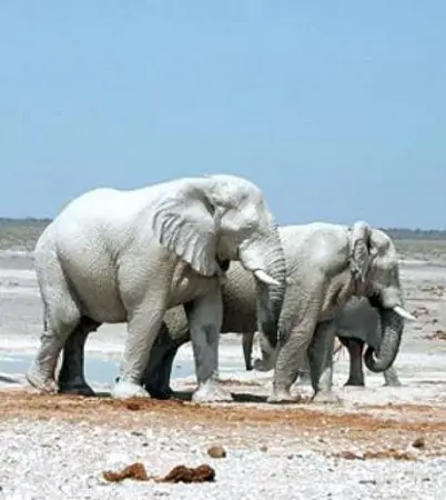 Elefante Branco