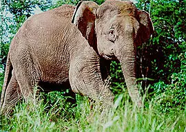 Elefante Pigmeu