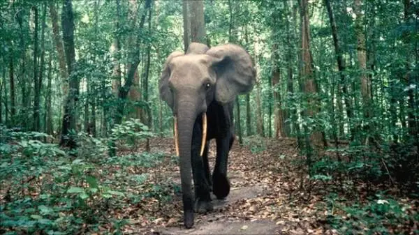 Elefante da Floresta