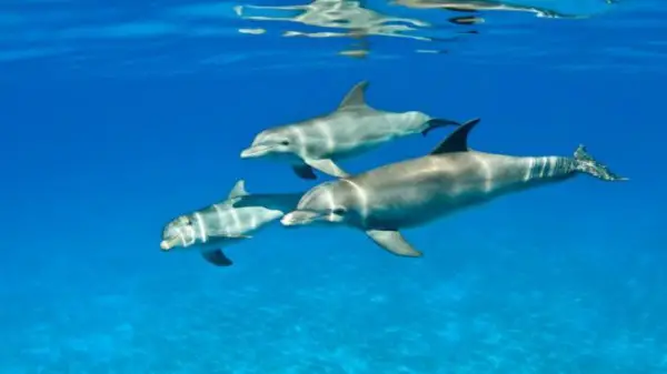 Família de Golfinhos
