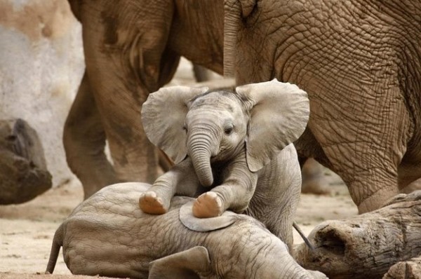 Filhote de Elefante