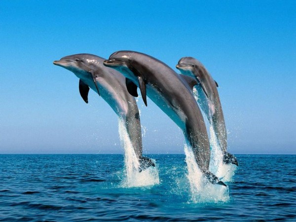 Golfinhos saltando em sincronia