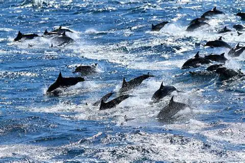 Grupo de golfinhos