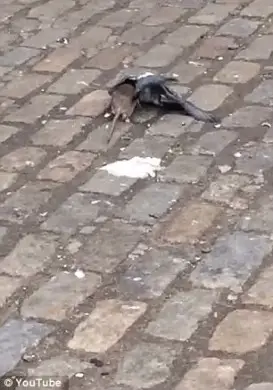 Ratinho Corajoso protegendo sua comida