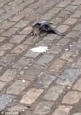 Ratinho Corajoso protegendo sua comida