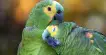 Casal de Papagaios na natureza