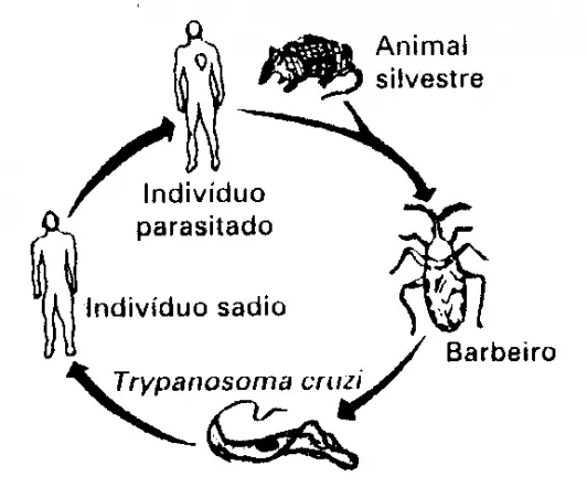 Ciclo de contaminação pela doença de Chagas