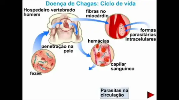 Ciclo de vida da Doença de Chagas