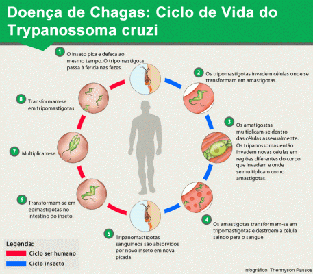 Ciclo de Vida do Agente Causador da Doença de Chagas