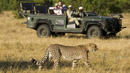 Animais no Safari Africano