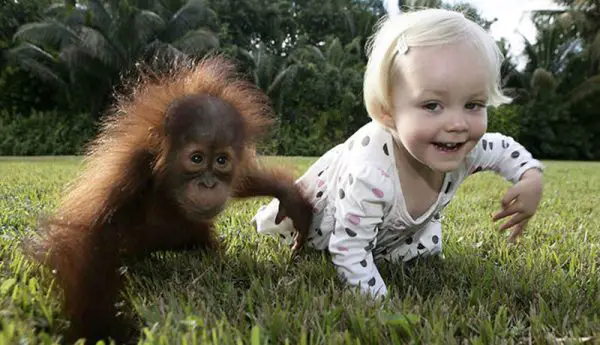 Chimpanzé e Bebê