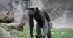 Chimpanzé em Seu Habitat Natural