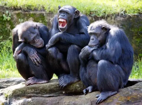 Família de Chimpanzés