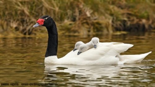 Cisne De Cabeça Preta Com seus Filhotes