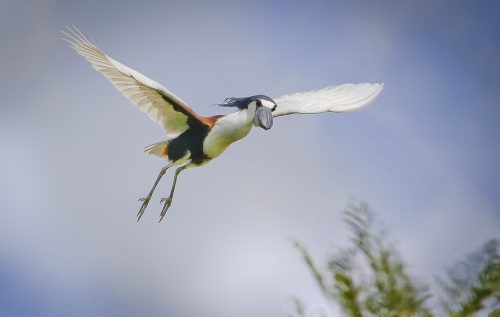 Foto de um Arapapá Voando