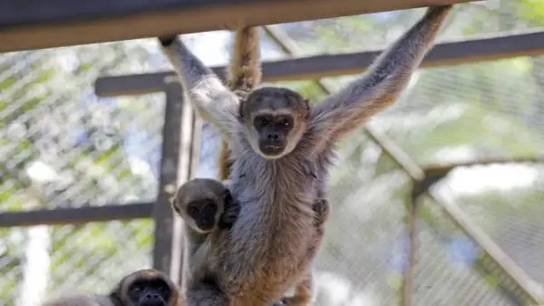 Macaco Muriqui e Filhotes Criados em Cativeiro