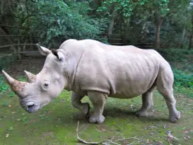 Rinoceronte Branco