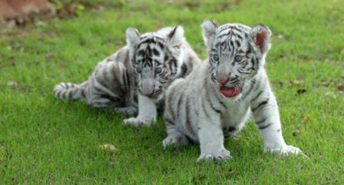 Filhotes de Tigre Branco 