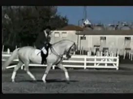 Robson O Adestrador de Cavalos