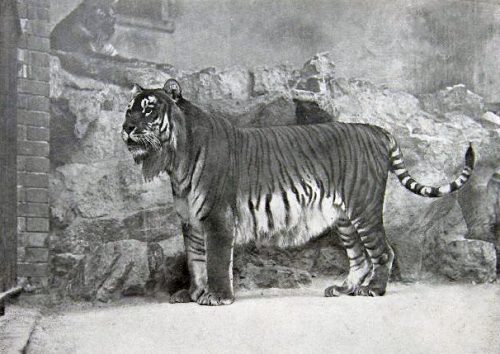 Tigre Do Cáspio Ou Tigre Persa 