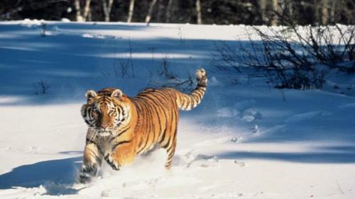Tigre Siberiano Correndo na Neve 