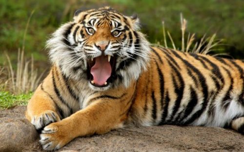 Tigre da Sumatra