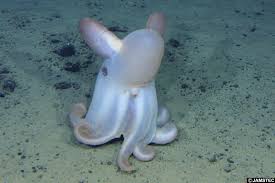 Polvo-Dumbo (Grimpoteuthis)