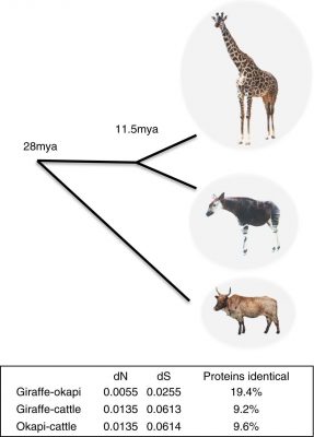 Estima-se que Girafas e Ocapis tiveram um ancestral comum a 11,5 milhões de anos atrás
