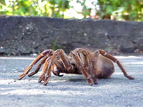 Aranha Andando na Rua 