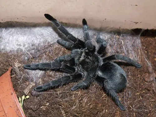 Caranguejeira Negra Brasileira 