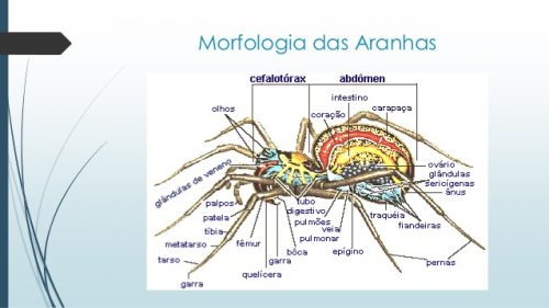 Morfologia das Aranhas 