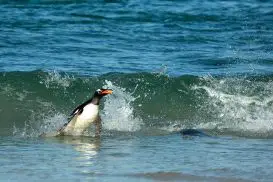 Pinguim é Fotografado Aparentemente Surfando