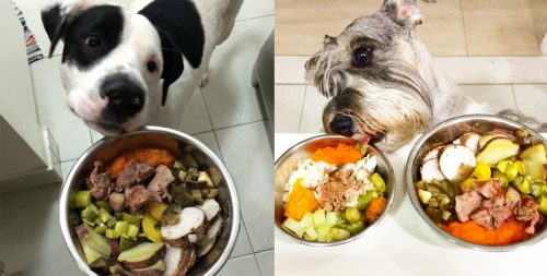 Comida Para o Cachorro