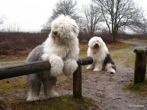 Dois Cachorros da Raça Bobtail 