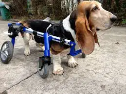 Cadeira de Rodas para Cães
