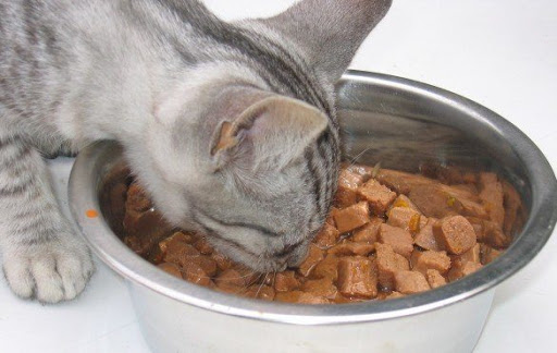 Alimentação Equilibrada do Gato 