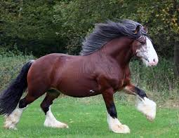 Cavalo Bretão