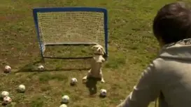 Cachorro goleiro no futebol