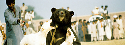 Rinha de ursos no Paquistão