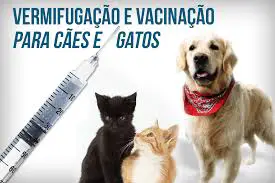 Vermifugação e vacinação em cães e gatos