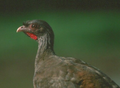 Aracuã do Pantanal