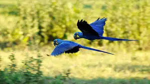 Casal de Arara azul voando