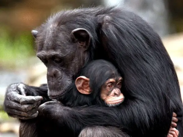 Chimpanzé com filhote no colo