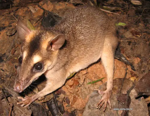 Cuíca Negra de Quatro Olhos