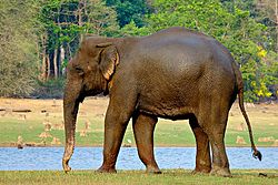 Elefante-indiano em seu habitat