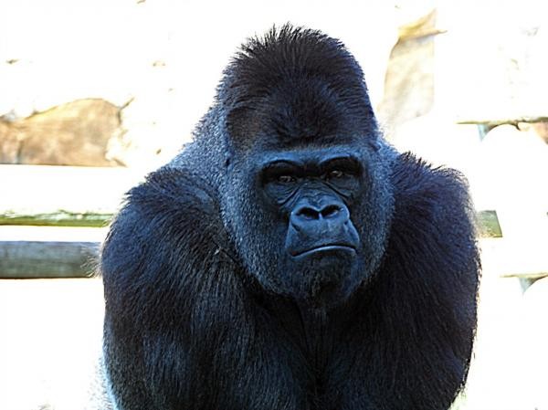 Gorila adulto